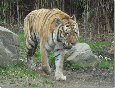 st. patty's day and the zoo 053