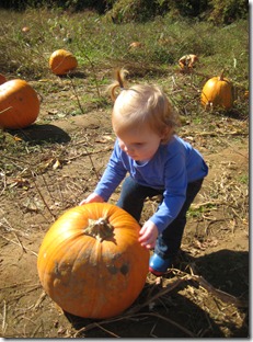 pumpkin patch 072