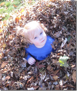 pumpkin patch 111edit