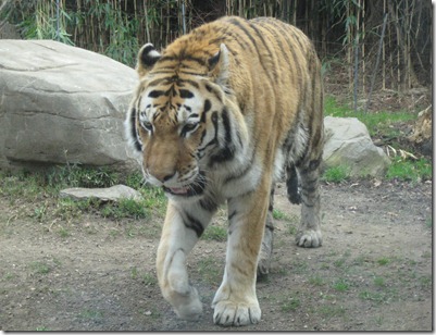 st. patty's day and the zoo 058