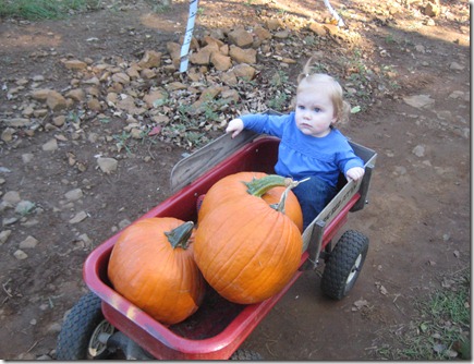 pumpkin patch 089
