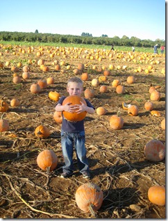 Pumpkin patch 074