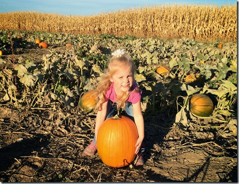 pumpkin patch 116edit
