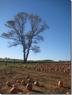 Pumpkin patch 068