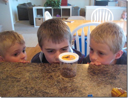 butterflies and ninjas 002