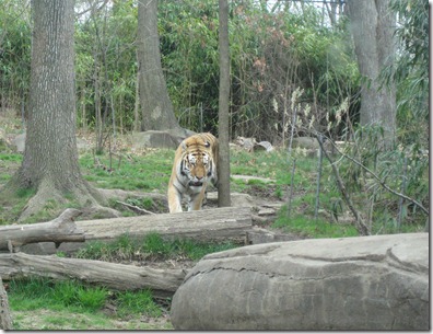 st. patty's day and the zoo 051