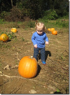 pumpkin patch 066
