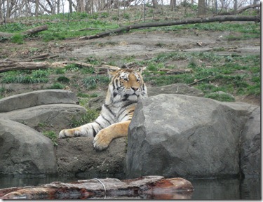 st. patty's day and the zoo 061