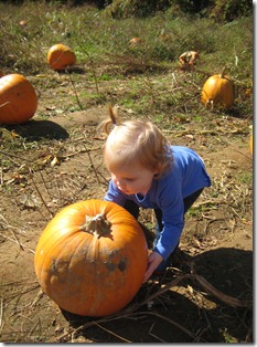 pumpkin patch 073