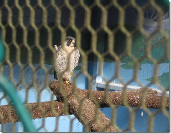 pumpkin patch 037edit