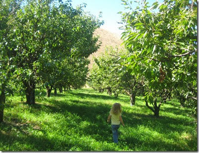 apple picking 036