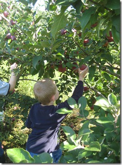 apple picking 027