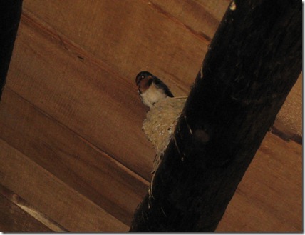 valley forge and new york 005