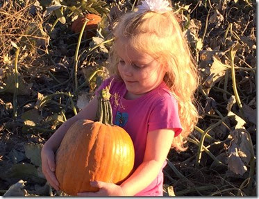 pumpkin patch 151edit