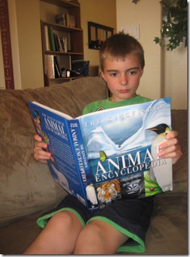 bandaids and animals 007