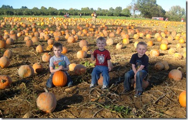 Pumpkin patch 078edit