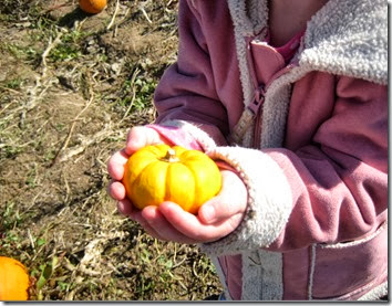 pumpkin patch and more 065