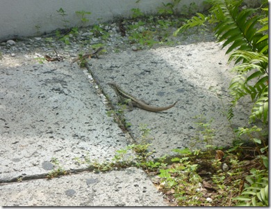 turks and caicos 025