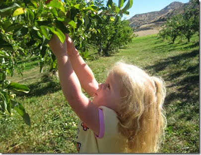 apple picking 020
