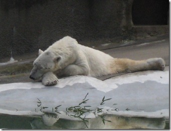 st. patty's day and the zoo 050