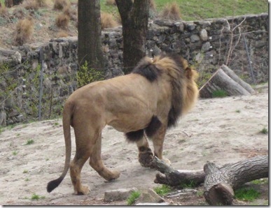 st. patty's day and the zoo 031