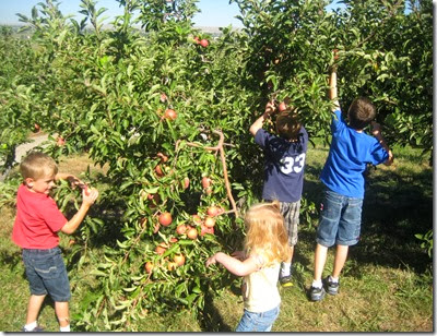 apple picking 029