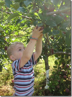 apple picking 029