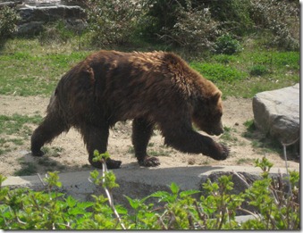 st. patty's day and the zoo 019