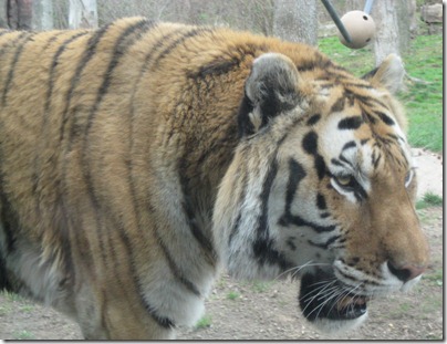 st. patty's day and the zoo 054