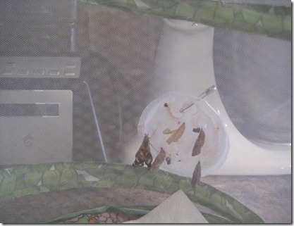 butterflies and ninjas 014